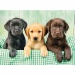 Das dreifache Labrador HQC 1000-teilige Puzzle - Clementoni