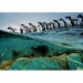 National Geographic - Eselspinguine 1000 Teile Puzzle - Clementoni